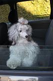 VOITURE - CAR 061